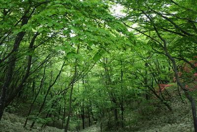 Trees in forest