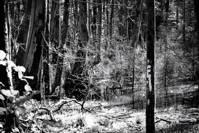 Trees in forest during winter