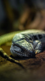 Close-up of lizard