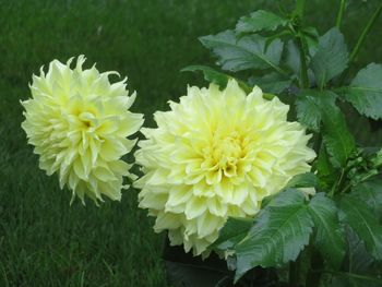 Close-up of yellow flowers blooming outdoors