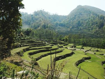 Scenic view of agricultural field against sky