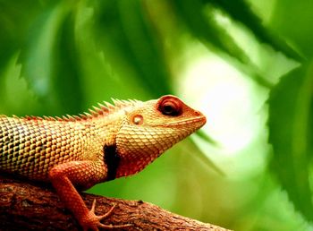 Close-up of a lizard