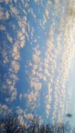 Low angle view of trees against cloudy sky