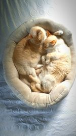 Cats lying in bed