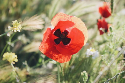 Close-up of red poppy flower