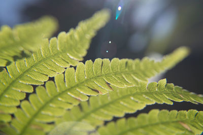 leaf
