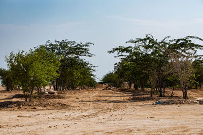 Trees on field against sky
