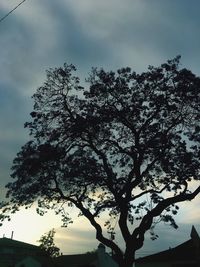 Low angle view of silhouette tree against sky