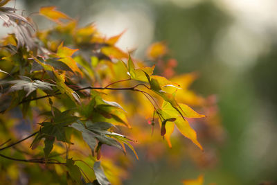 Close-up of yellow leaves on plant