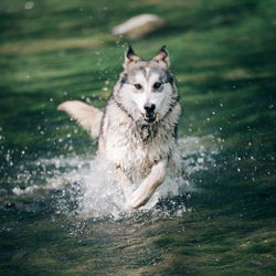 Dog running in water