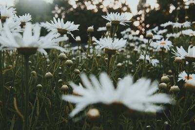 Close-up of white flowers blooming in field