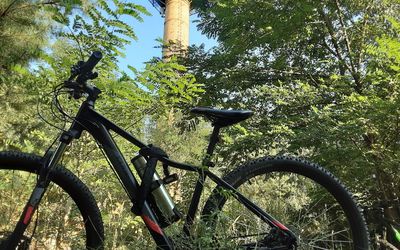 Low angle view of bicycle by tree