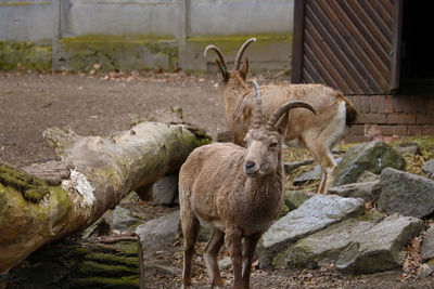 Sheep standing in a field