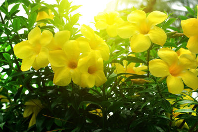 Close-up of yellow flowering plant