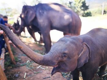 Close-up of elephant standing on field