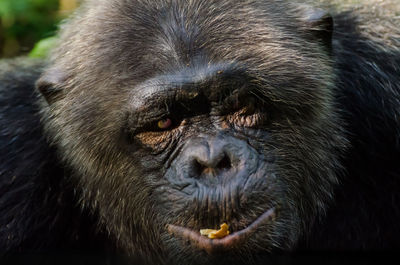 Close-up portrait of monkey