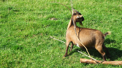 View of a dog on field