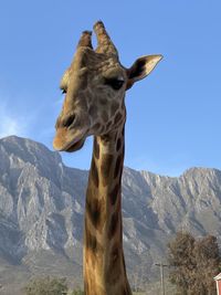 View of giraffe on mountain against clear sky