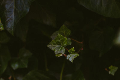 Close-up of plant leaves