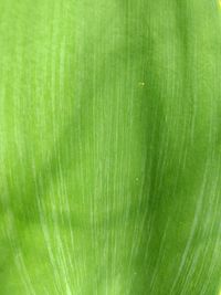 Full frame shot of green leaf