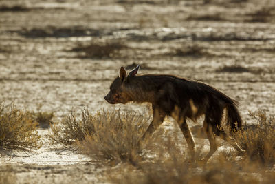 Brown hyena