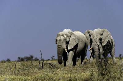 Elephant walking on field against clear sky