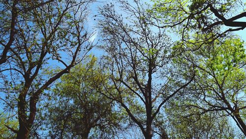 Low angle view of trees against sky