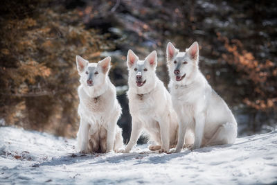 Portrait of white dog in snow