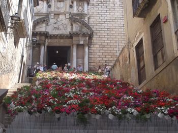 Plants growing in city