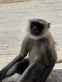 Portrait of monkey sitting outdoors