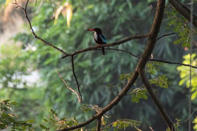 Low angle view of bird perching on branch