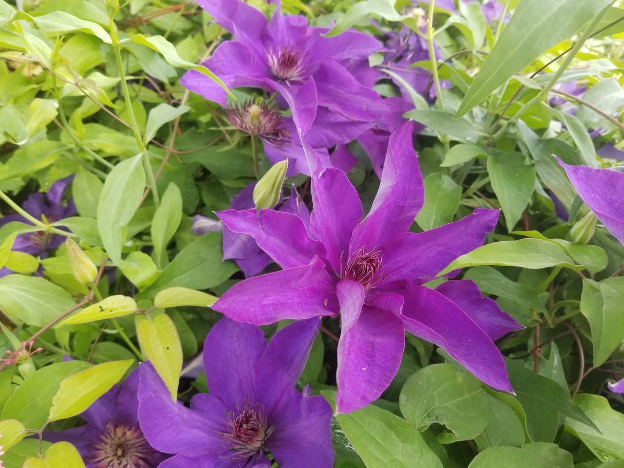 CLOSE-UP OF PURPLE FLOWERS ON PLANT