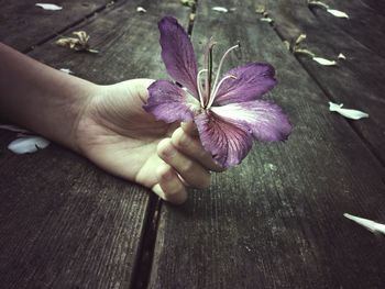 Close-up of hand holding flower