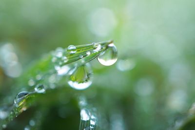 Close-up of wet grass