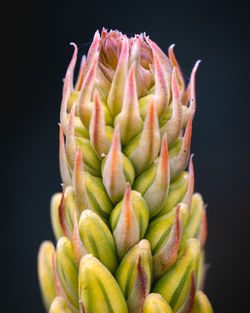 Close-up of succulent plant against black background