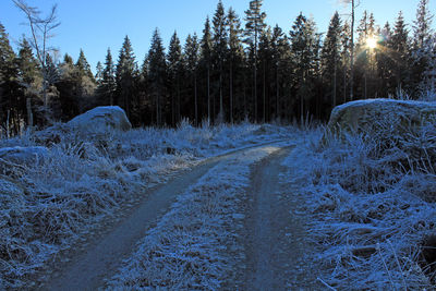 Trees in forest during winter