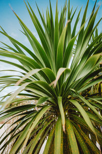 Close-up of palm tree