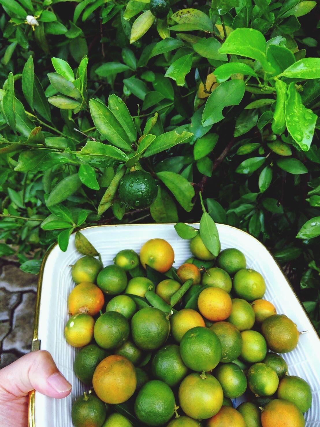 Tiny citrus