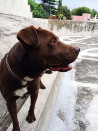 Close-up of dog looking away on retaining wall