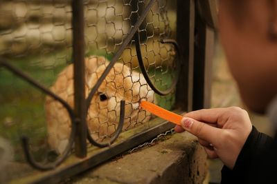 Person feeding rabbit 