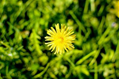 Close-up of yellow flower