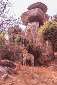 Lion standing on rock against trees