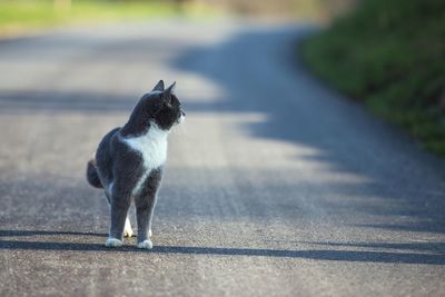 Cat looking away on road in city