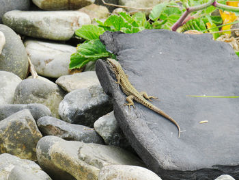 High angle view of lizard on rock