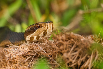 Close-up of insect on grass