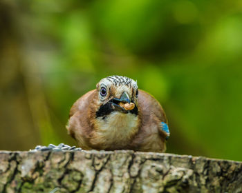 Close-up of bird perching on wood