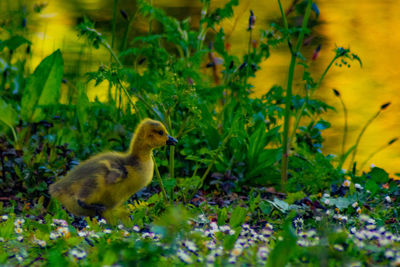 View of a bird on field