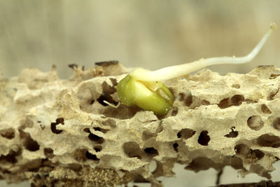 Close-up of bee on yellow leaf