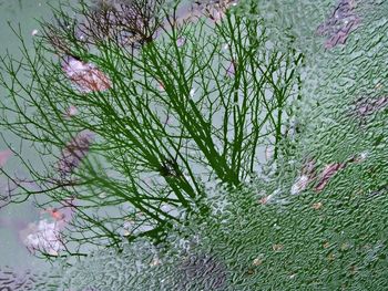 Close-up of pink flowers