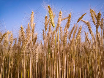 Backdrop of ripening ears of yellow wheat field on the blue sky background